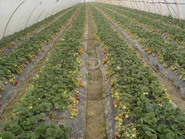 ��ݮ���ﱣ��